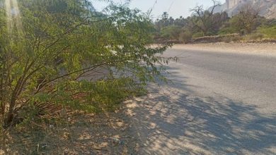 انتشار أشجار السيسبان على الخط الأسفلتي بوادي دوعن يعيق الرؤية… ومناشدات للجهات المختصة للتدخل العاجل