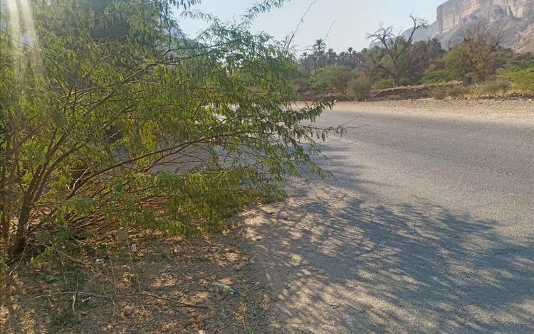 انتشار أشجار السيسبان على الخط الأسفلتي بوادي دوعن يعيق الرؤية… ومناشدات للجهات المختصة للتدخل العاجل