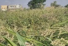 بدء حصاد الذرة الرفيعة في منطقتي الحمراء والعلاونة على مساحة تتجاوز مئة فدان بلحج