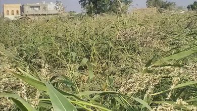 بدء حصاد الذرة الرفيعة في منطقتي الحمراء والعلاونة على مساحة تتجاوز مئة فدان بلحج