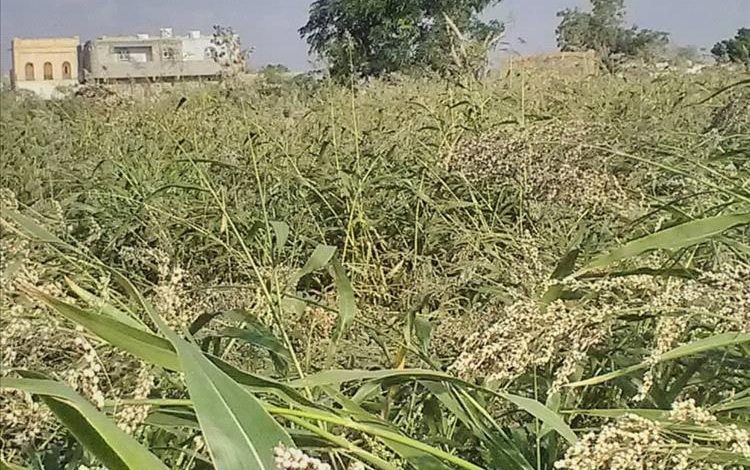 بدء حصاد الذرة الرفيعة في منطقتي الحمراء والعلاونة على مساحة تتجاوز مئة فدان بلحج