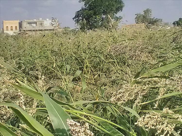 بدء حصاد الذرة الرفيعة في منطقتي الحمراء والعلاونة على مساحة تتجاوز مئة فدان بلحج