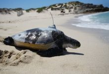 الحكومة تقر حظراً شاملاً على صيد السلاحف والاتجار بها داخلياً وخارجياً