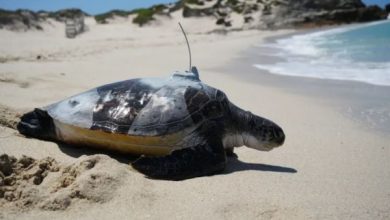 الحكومة تقر حظراً شاملاً على صيد السلاحف والاتجار بها داخلياً وخارجياً