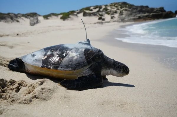 الحكومة تقر حظراً شاملاً على صيد السلاحف والاتجار بها داخلياً وخارجياً