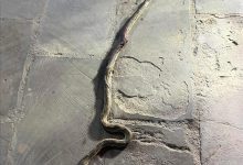 العثور على ثعبان ضخم في حي ريمي والمنصورة تشهد حالة استنفار بين السكان