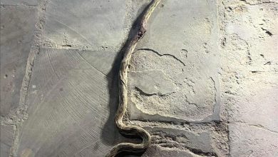 العثور على ثعبان ضخم في حي ريمي والمنصورة تشهد حالة استنفار بين السكان