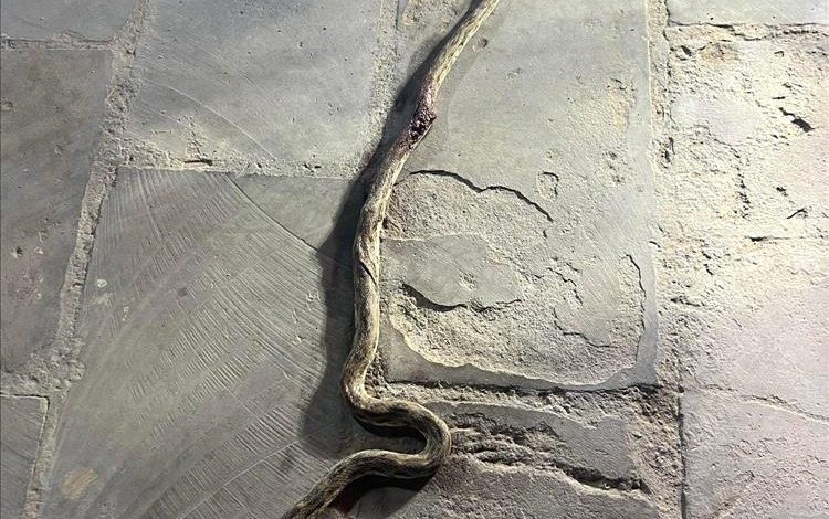 العثور على ثعبان ضخم في حي ريمي والمنصورة تشهد حالة استنفار بين السكان