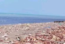 هيئة حماية البيئة: تقلبات موسمية تتسبب في نفوق كائنات بحرية بسواحل الحديدة