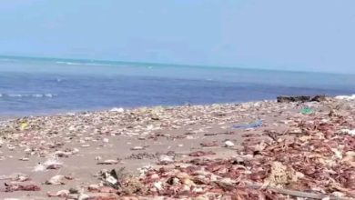 هيئة حماية البيئة: تقلبات موسمية تتسبب في نفوق كائنات بحرية بسواحل الحديدة