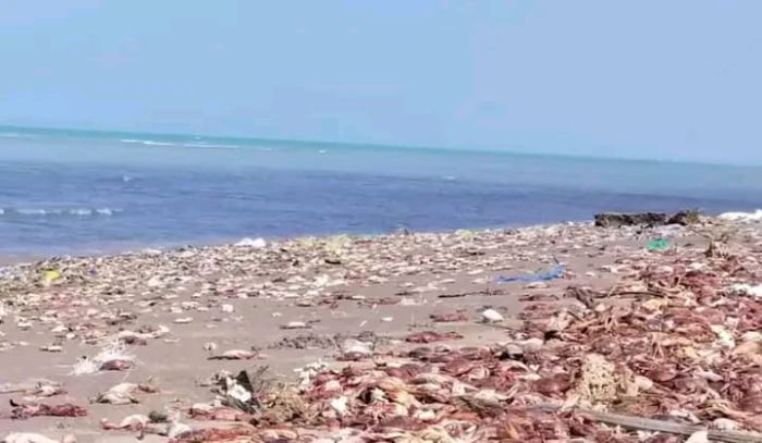 هيئة حماية البيئة: تقلبات موسمية تتسبب في نفوق كائنات بحرية بسواحل الحديدة