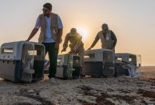 63 طائرًا تعود لمواطنها الطبيعية في سواحل جدة لتعزيز التوازن البيئي