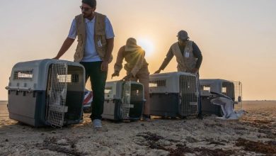 63 طائرًا تعود لمواطنها الطبيعية في سواحل جدة لتعزيز التوازن البيئي