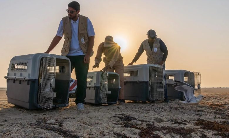 63 طائرًا تعود لمواطنها الطبيعية في سواحل جدة لتعزيز التوازن البيئي
