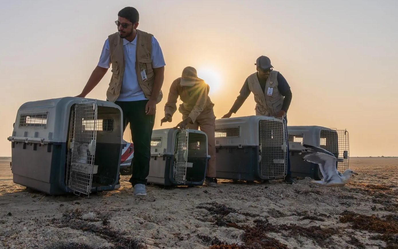 63 طائرًا تعود لمواطنها الطبيعية في سواحل جدة لتعزيز التوازن البيئي