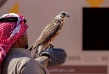 صقر يفوز بـ120 ألف ريال في مهرجان الملك عبدالعزيز