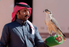 مهرجان الصقور يدخل مرحلة الحسم بأشواط كؤوس الملك