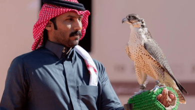 مهرجان الصقور يدخل مرحلة الحسم بأشواط كؤوس الملك