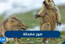 صور مضحكه 2021.. صور تريقة تموت ضحك