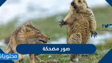 صور مضحكه 2021.. صور تريقة تموت ضحك