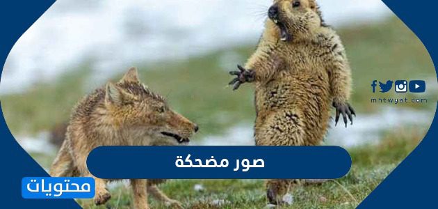 صور مضحكه 2021.. صور تريقة تموت ضحك