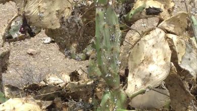 آفة غامضة تضرب التين الشوكي الأحمر في الضالع… ومطالبات بتحرك عاجل لحماية المحصول