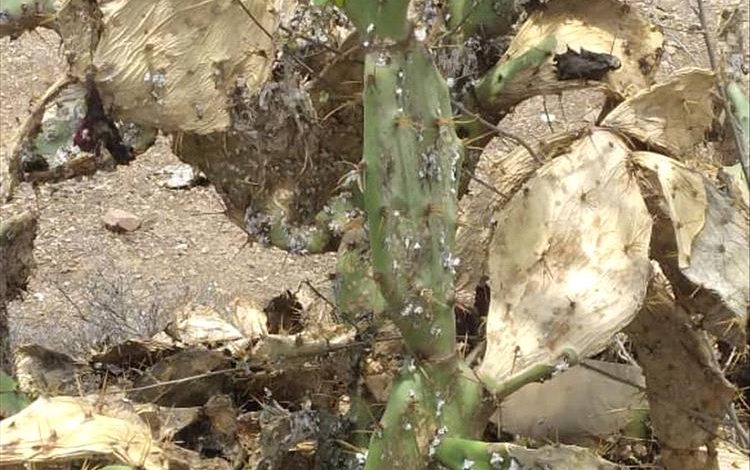 آفة غامضة تضرب التين الشوكي الأحمر في الضالع… ومطالبات بتحرك عاجل لحماية المحصول