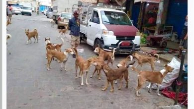 الكلاب الضالة في حي باصهيب..خطر يهدد حياة السكان