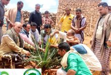برعاية محافظ سقطرى.. فعالية لزراعة الأشجار في دكسم احتفاءً باليوم العالمي للغابات