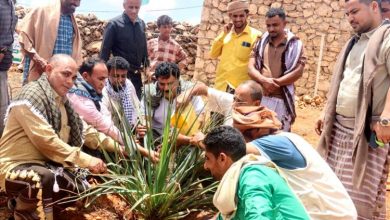 برعاية محافظ سقطرى.. فعالية لزراعة الأشجار في دكسم احتفاءً باليوم العالمي للغابات