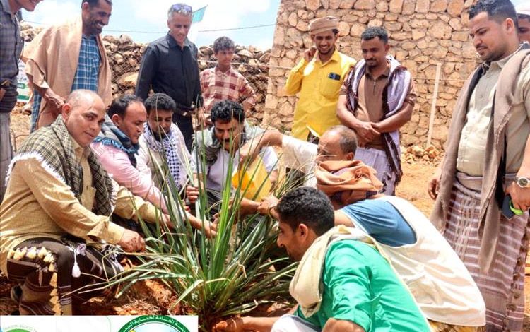 برعاية محافظ سقطرى.. فعالية لزراعة الأشجار في دكسم احتفاءً باليوم العالمي للغابات
