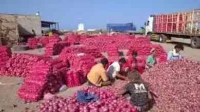 البصل اليمني.. من ”الذهب” إلى الكارثة: أسعار هزلية وديون ملايين تهدد المزارعين في لحج وحضرموت