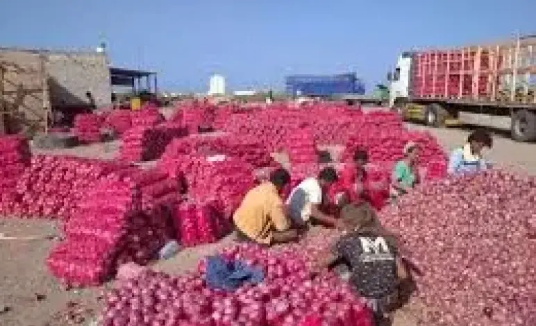 البصل اليمني.. من ”الذهب” إلى الكارثة: أسعار هزلية وديون ملايين تهدد المزارعين في لحج وحضرموت