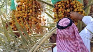 المملكة والتمور.. نمو قياسي في الصادرات وريادة عالمية في الإنتاج