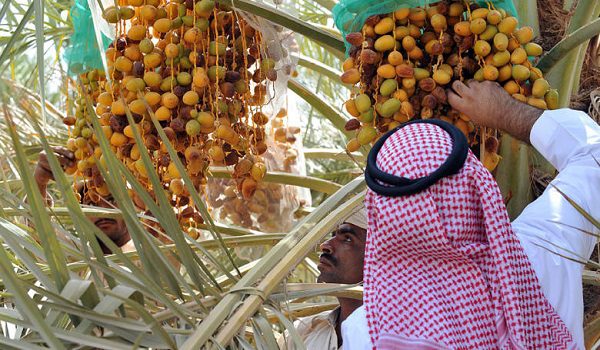 المملكة والتمور.. نمو قياسي في الصادرات وريادة عالمية في الإنتاج
