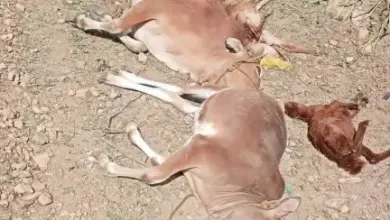 انفجار في منزل مواطن وإصابة زوجته واندلاع حريق ونفوق عدد من المواشي (صور)
