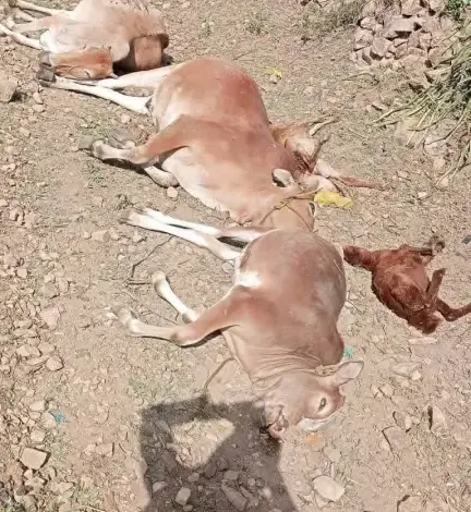 انفجار في منزل مواطن وإصابة زوجته واندلاع حريق ونفوق عدد من المواشي (صور)