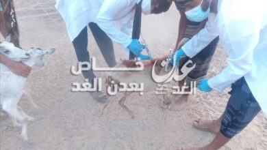 تدشين حملة تحصين الأغنام والماعز في مديرية أحور