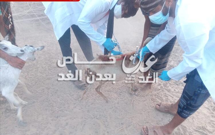 تدشين حملة تحصين الأغنام والماعز في مديرية أحور