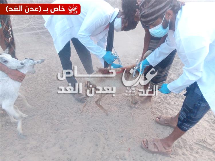 تدشين حملة تحصين الأغنام والماعز في مديرية أحور