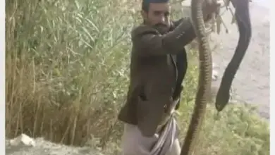 قتل أفعى كبيرة في عمران ووفاة امرأة بلدغة أفعى في حجة وسط مخاوف من انتشار الثعابين مع ارتفاع الحرارة