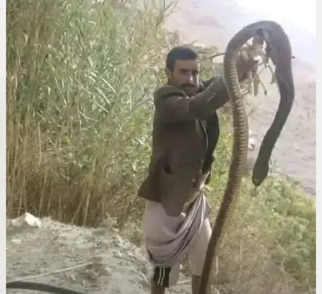 قتل أفعى كبيرة في عمران ووفاة امرأة بلدغة أفعى في حجة وسط مخاوف من انتشار الثعابين مع ارتفاع الحرارة