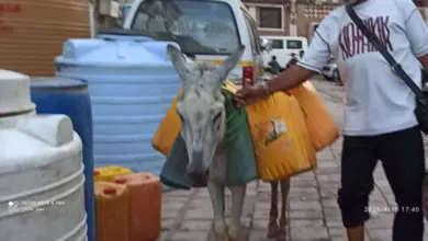 كارثة المياه: ”إيجار الحمار” يرتفع والمواطن يبحث عن قطرة ماء بعدن!