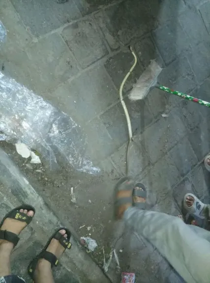 كارثة في حافة الشيخ عبدالله.. ثعبان عملاق يفاجئ السكان والنهاية كانت صادمة!