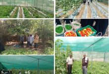 لحج.. مدير عام طور الباحة يطلع على إنتاج الخضروات في المشاتل الزراعية