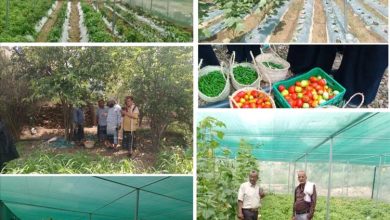 لحج.. مدير عام طور الباحة يطلع على إنتاج الخضروات في المشاتل الزراعية