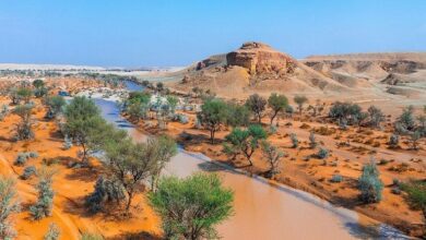 محمية الملك عبدالعزيز.. «كنز بيئي» في قلب المملكة