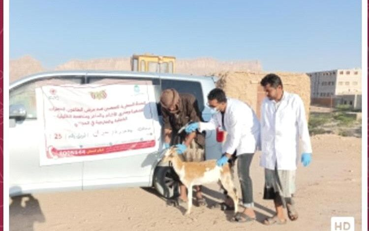 مدير عام حبان يشيد بالحملة البيطرية الشاملة لتحصين الثروة الحيوانية بالمديرية