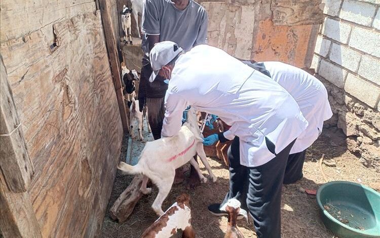 مدير عام رضوم يشيد بالحملة البيطرية الشاملة لتحصين الثروة الحيوانية في المديرية