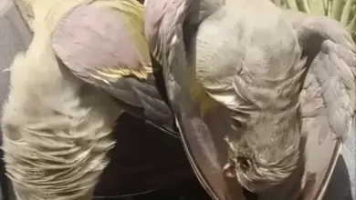 من أفريقيا إلى طبق طعام بالضالع!تفاصيل صادمة عن اصطياد طائر نادر في اليمن